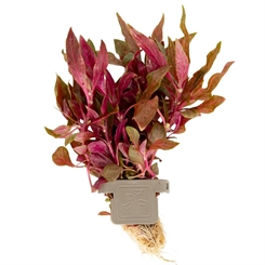 Alternanthera reineckii Rosanervig 023D CLP